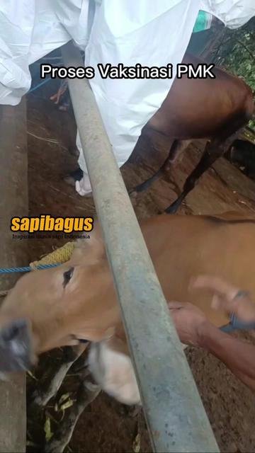 Proses-Vaksinasi-PMK